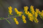 Gray goldenrod